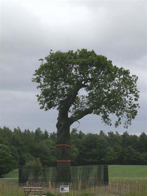 toyal oak|royal oak wikipedia.